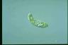 Euglena