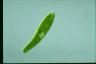 Euglena ehrenbergii