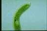 Euglena ehrenbergii