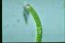 Euglena