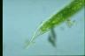 Euglena