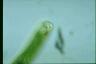 Euglena