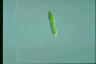 Euglena gracilis