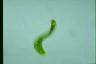 Euglena ehrenbergii