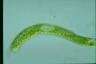 Euglena ehrenbergii