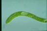 Euglena ehrenbergii