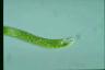 Euglena ehrenbergii