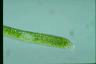 Euglena ehrenbergii