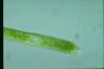 Euglena ehrenbergii