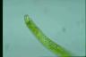 Euglena ehrenbergii