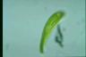 Euglena spirogyra