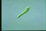 Euglena deses