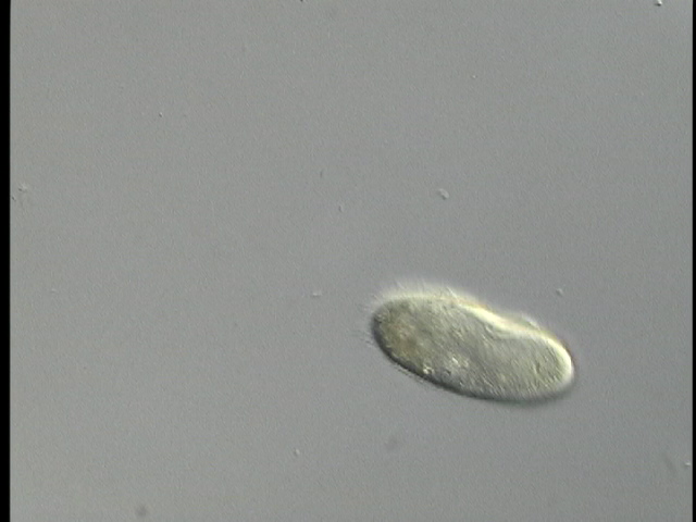 protist image