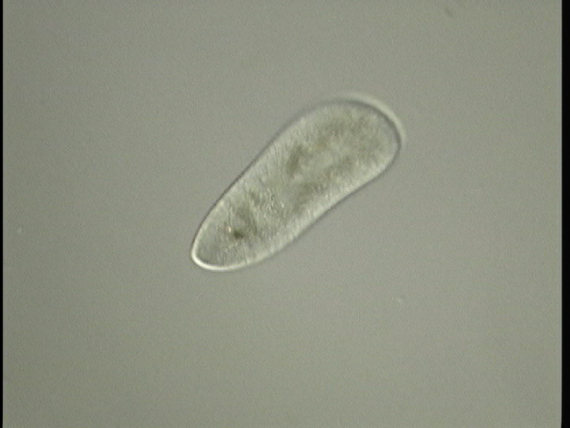 protist image