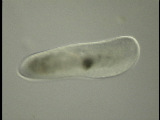 protist image