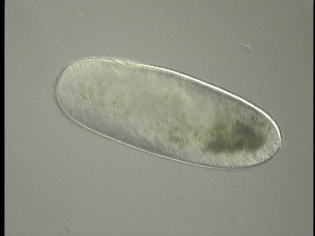 protist image