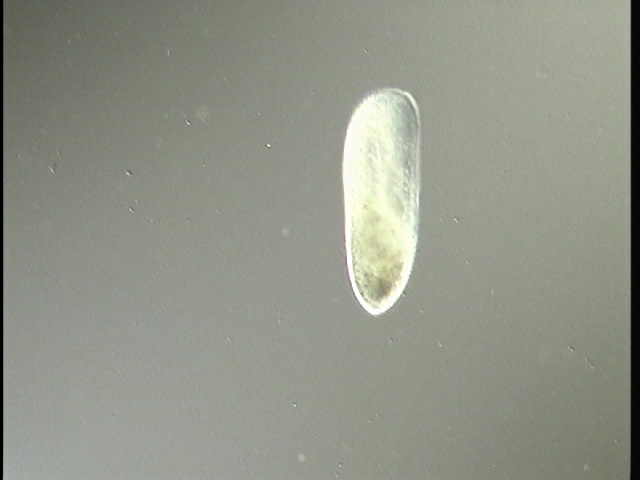 protist image