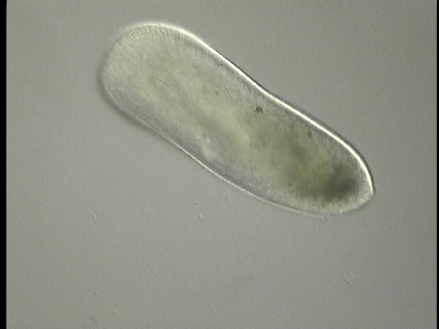 protist image