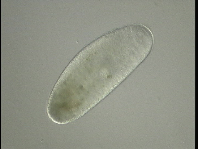 protist image