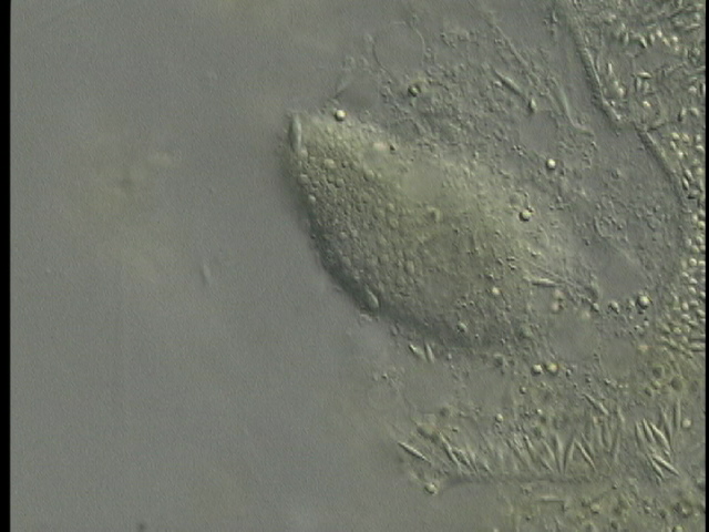 protist image