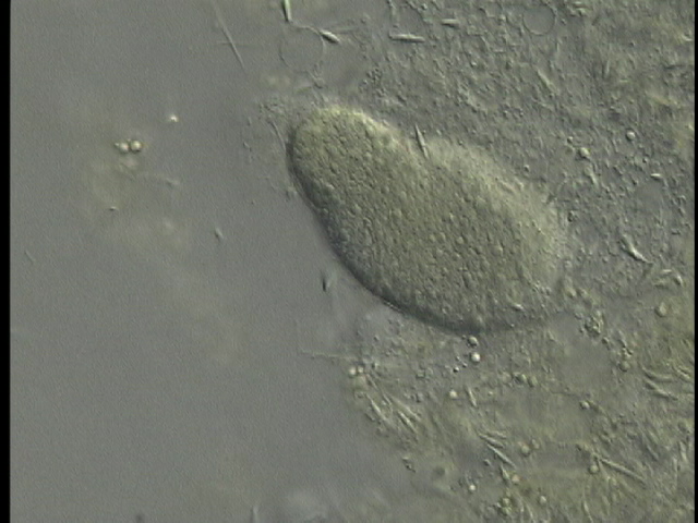 protist image