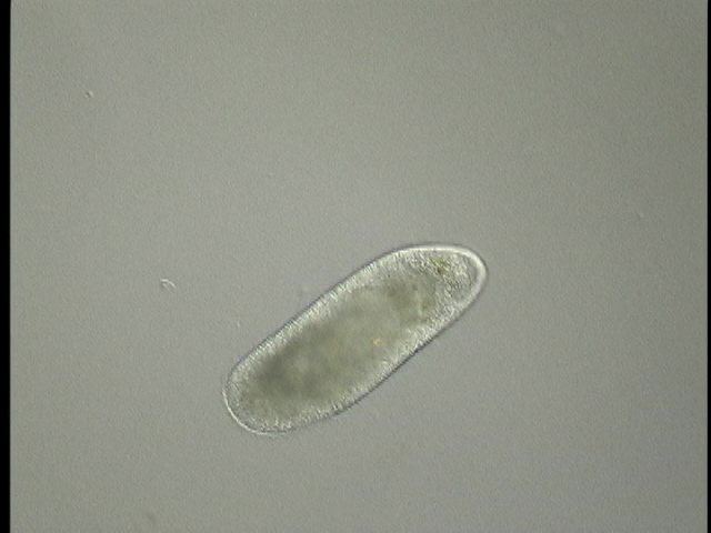 protist image