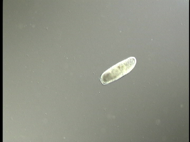 protist image