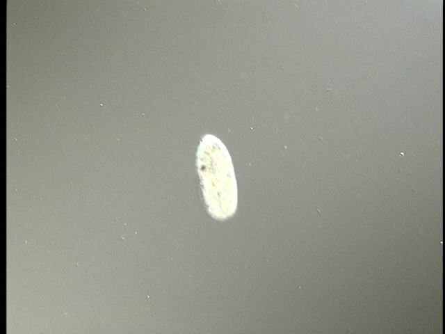 protist image