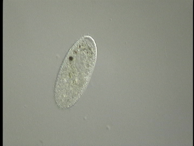 protist image