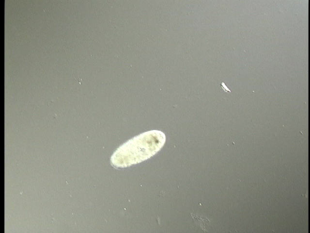 protist image