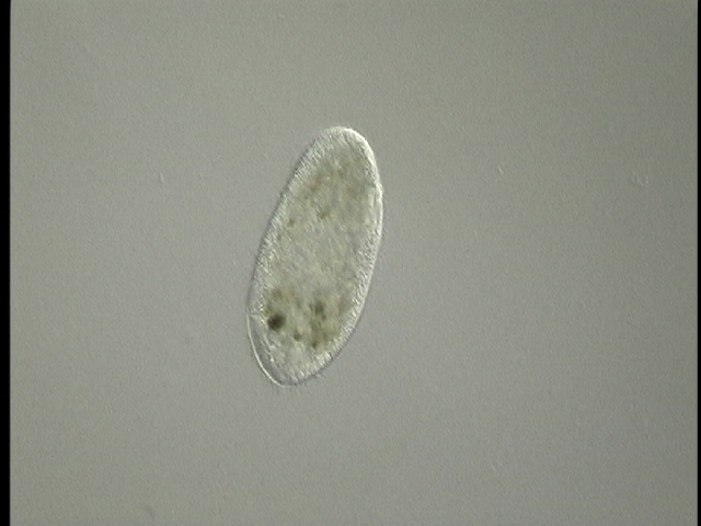 protist image