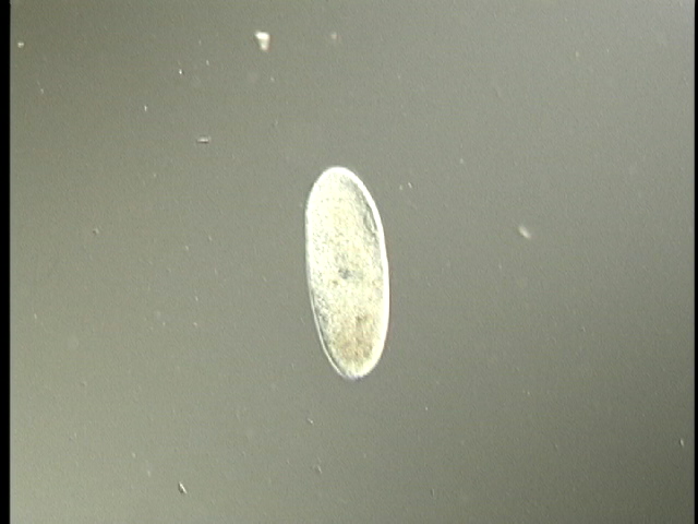 protist image