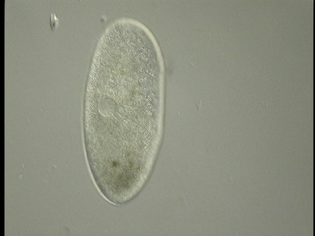 protist image