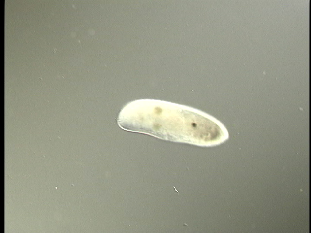 protist image