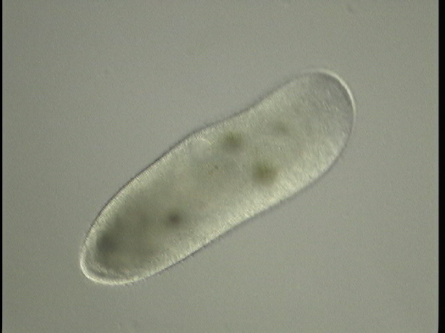 protist image