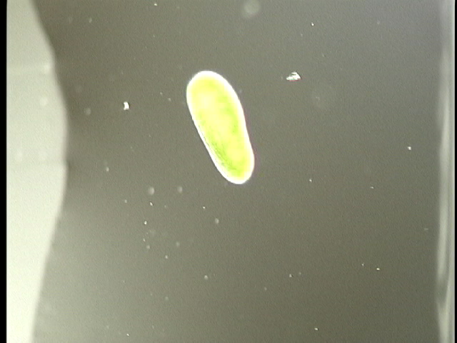 protist image