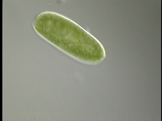 protist image