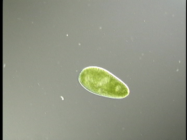 protist image