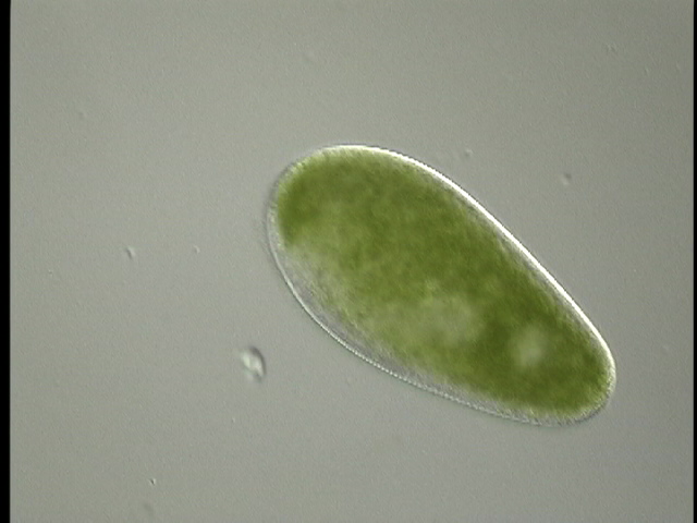 protist image