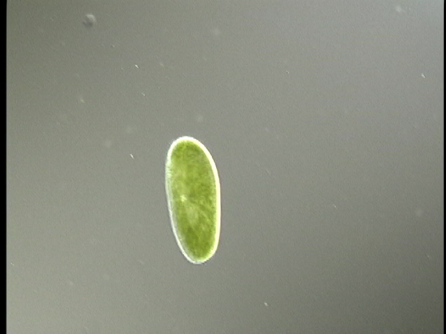 protist image