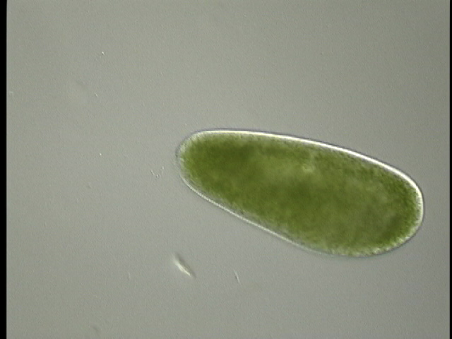 protist image