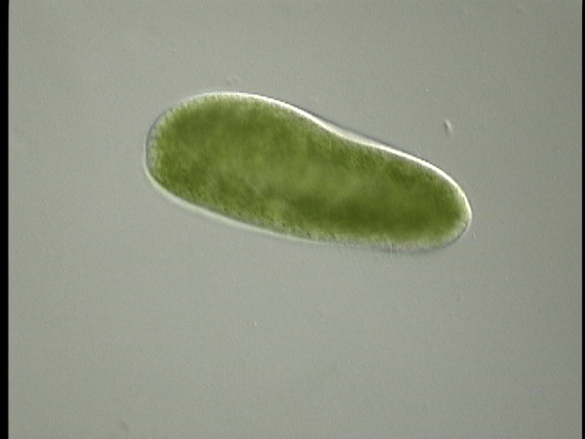 protist image