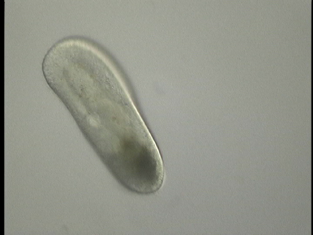 protist image