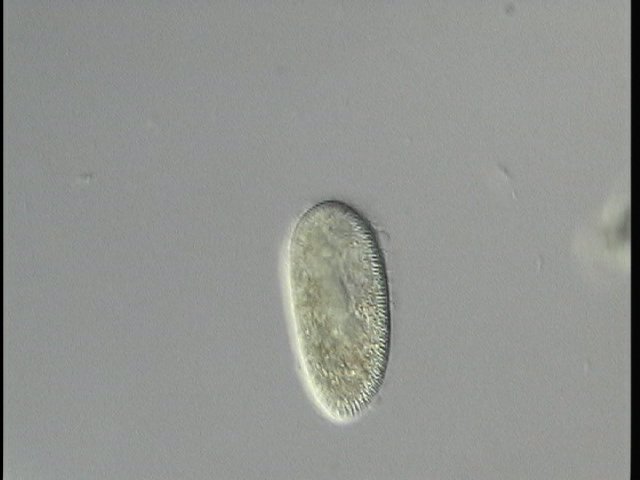 protist image