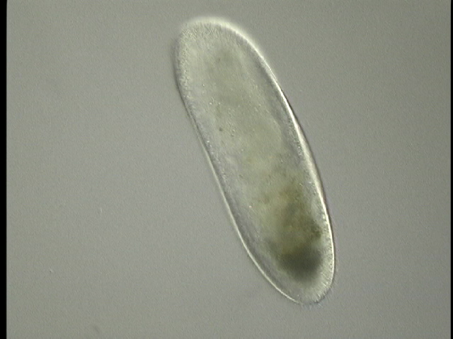 protist image