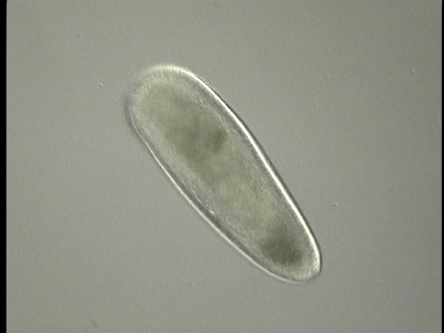 protist image