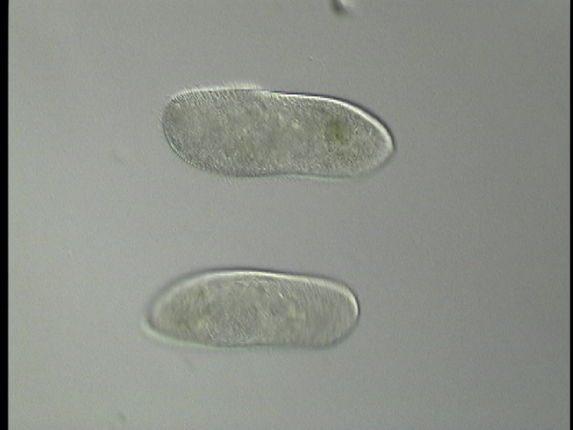 protist image