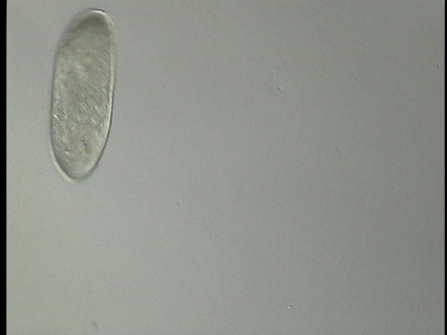 protist image