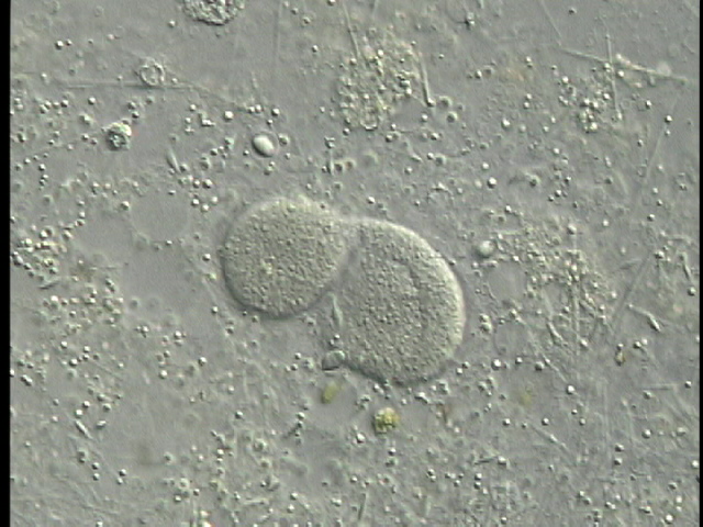 protist image