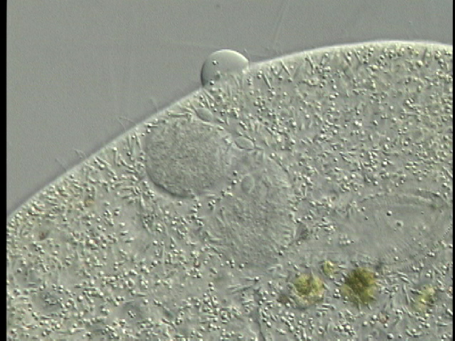 protist image